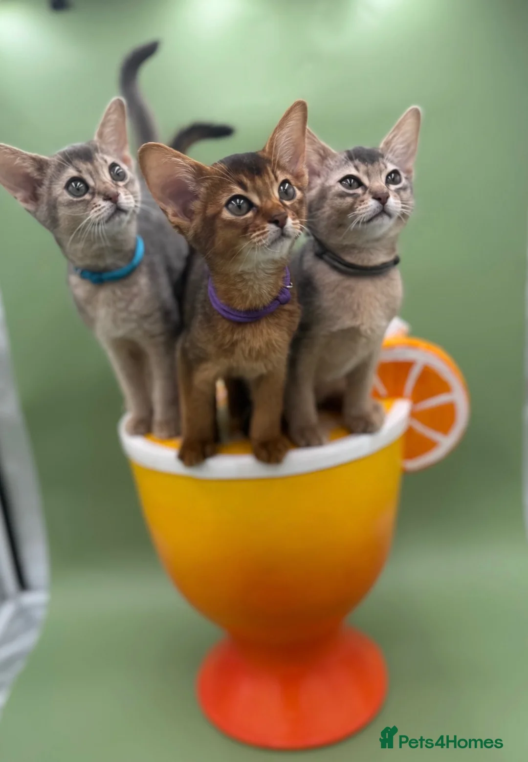 Abyssinian cats for sale: Three Abyssinian sisters looking for a new home - Advert 1