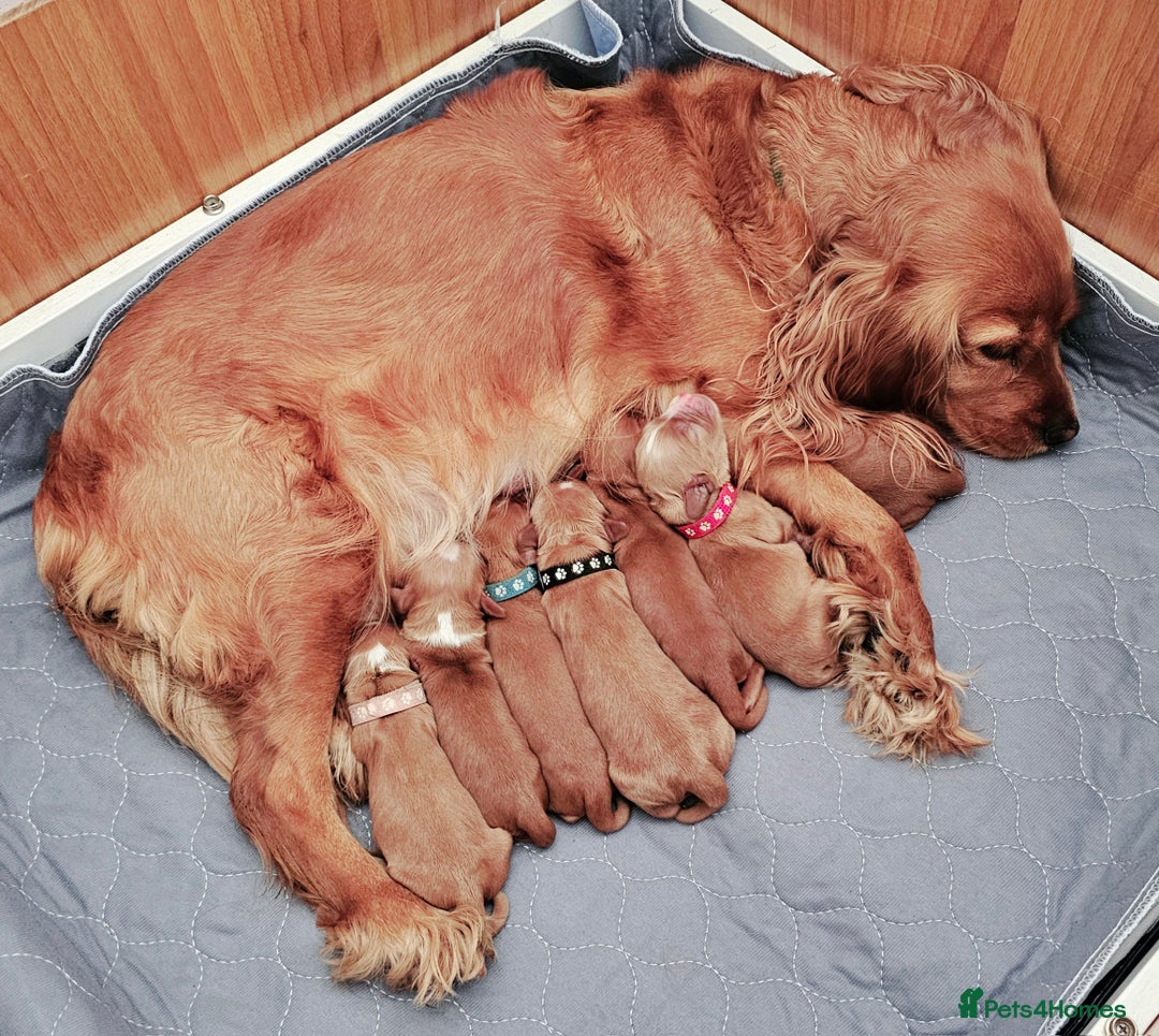 Mixed Breed dogs for sale: Cockalier/Springer Spaniel puppies ready for you! in London - Image 1
