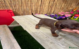 Dobermann dogs for sale: Doberman brown & tan - Image 22