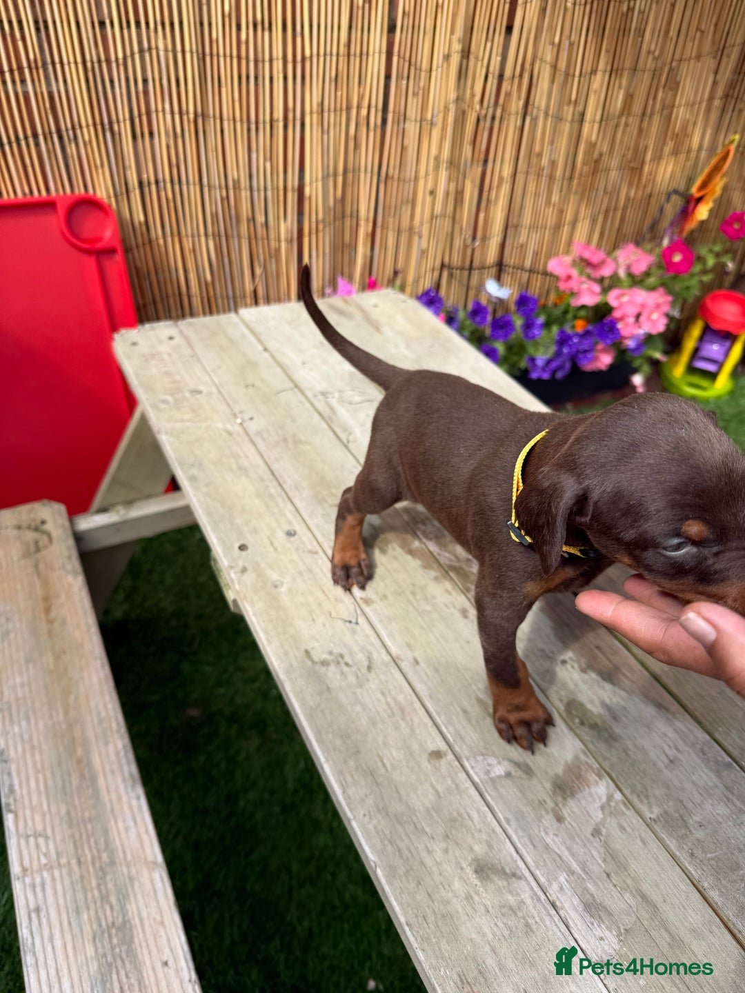 Dobermann dogs for sale: Doberman brown & tan - Image 22