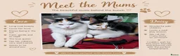 Mixed Breed cats for sale: Ready for their forever families  - Advert 6