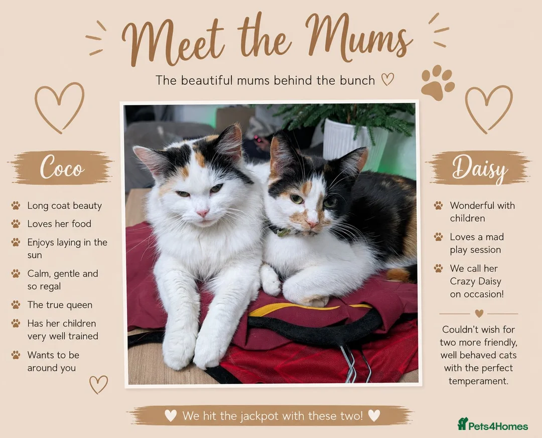 Mixed Breed cats for sale: Ready for their forever families  - Advert 6