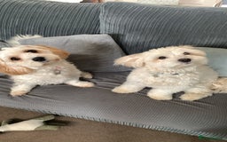 Mixed Breed dogs for sale: Cavaschon female and Maltese mix male  - Image 1