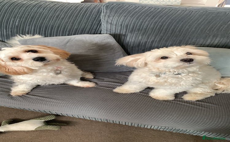 Mixed Breed dogs - Advert 5