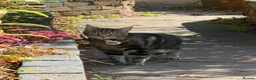 Mixed Breed cats for sale: Rehome. Loving 2yo Male Tabby - Advert 5