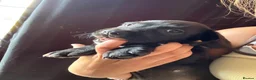 Mixed Breed dogs for sale: READY TO LEAVE TODAY!! - Advert 6