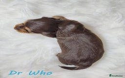 Miniature Dachshund dogs for sale: KC Health tested Licensed breeder 12 years exp - Image 24