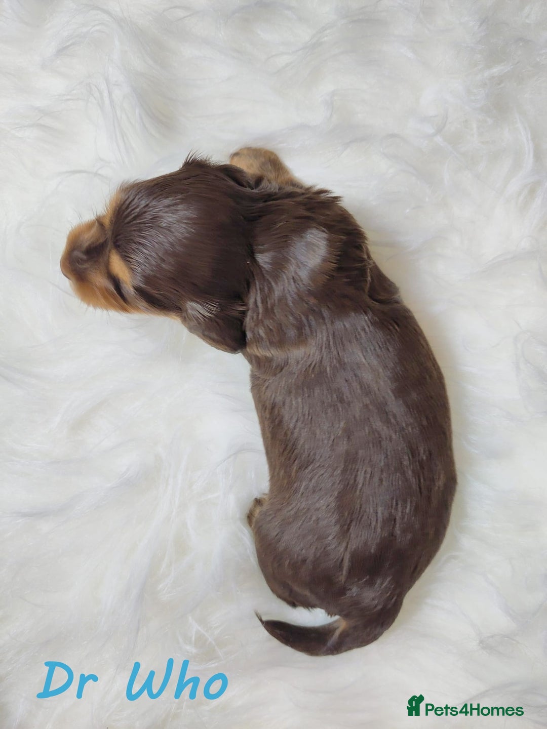 Miniature Dachshund dogs for sale: KC Health tested Licensed breeder 12 years exp - Image 24