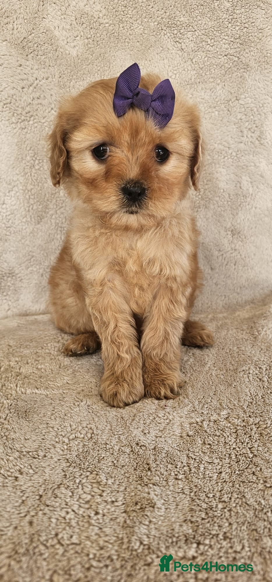 Cavapoochon dogs Only this beautiful girl available now  - Advert 5