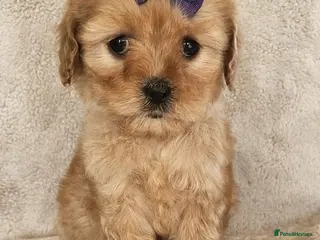 Cavapoochon dogs Only this beautiful girl available now - Advert 1