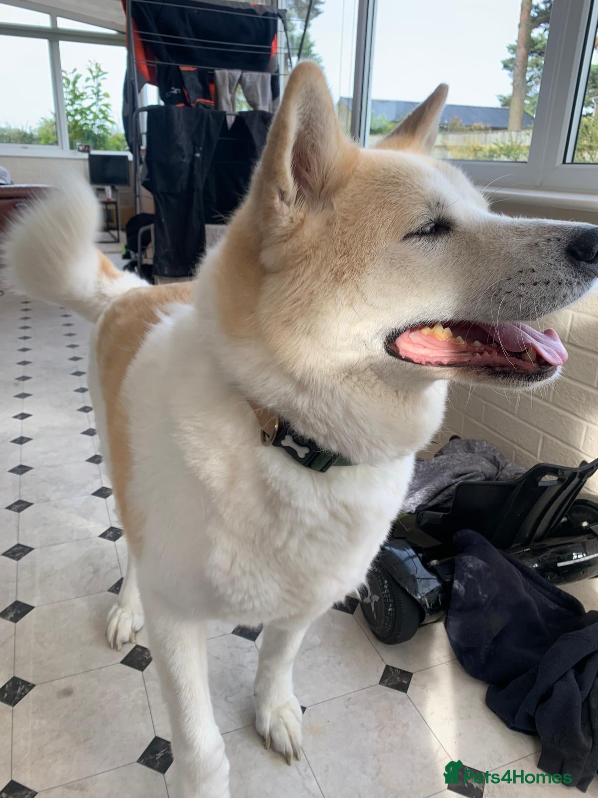 Akita dogs Akita urgent home  - Advert 5