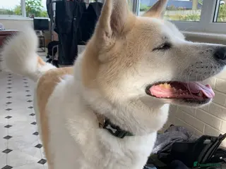 Akita dogs Akita urgent home - Advert 4