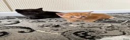 Mixed Breed cats for sale: Beautiful kittens really to go to forever homes🐱 in Sandy - Advert 6