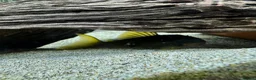 Plecos fish for sale: Juwel Rio 240L full tank set up with rare plecos - Advert 17