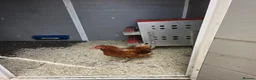 Chickens poultry for sale: Two lohmann brown hens  - Advert 3