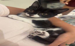 British Shorthair cats for sale: 1 Male & 1 Female kitten - Image 3