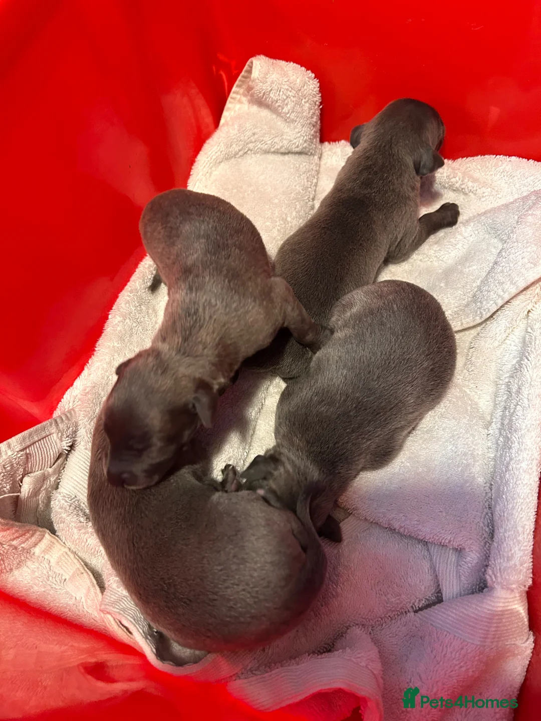 Whippet dogs for sale: Beautiful blue and blue brindle Whippet puppies - Advert 1