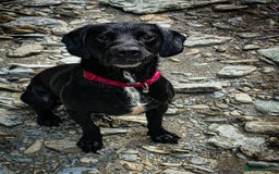 Springador dogs for sale: STUNNING SPRINGADOR PUPPIES  - Image 39