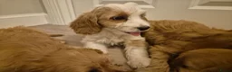 Cavapoo dogs for sale: Cavapoo  in Milton Keynes - Advert 10