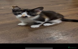 Mixed Breed cats for sale: 2 month old kittens ready for their forever homes  - Image 2