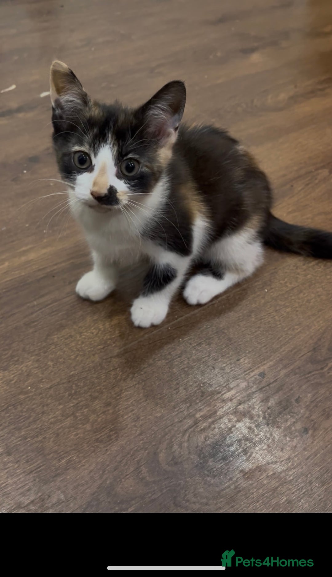 Mixed Breed cats for sale: 2 month old kittens ready for their forever homes  - Image 2