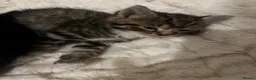 Mixed Breed cats for sale: 4 beautiful fluffy kittens, available now! - Advert 20