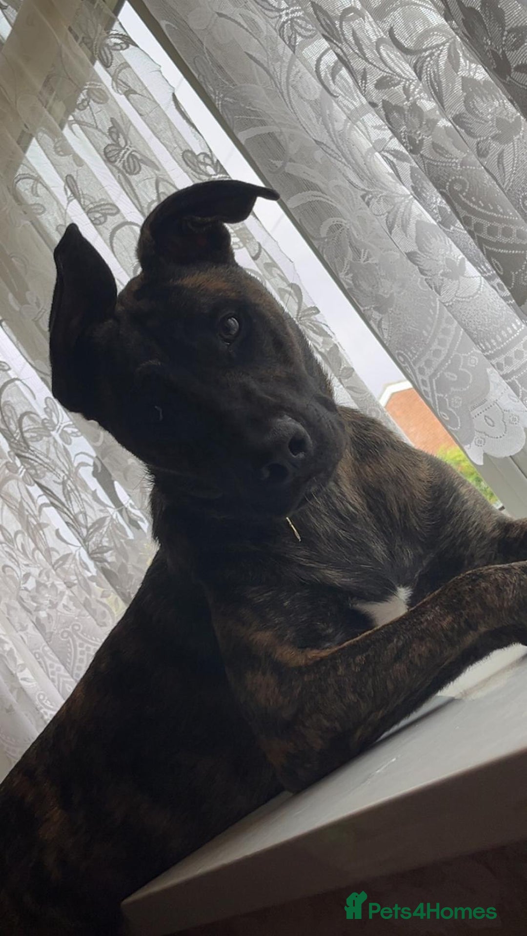 Mixed Breed dogs for sale: Bella the Energetic Pup Seeking a Loving Home 🐶 - Advert 4