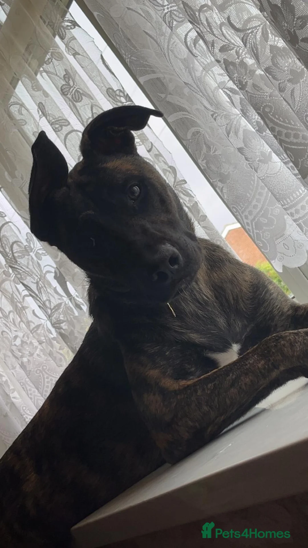 Mixed Breed dogs for sale: Bella the Energetic Pup Seeking a Loving Home 🐶 - Advert 4