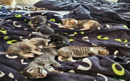 Domestic Shorthair cats for sale: 4 Gorgeous Kittens  - Image 1