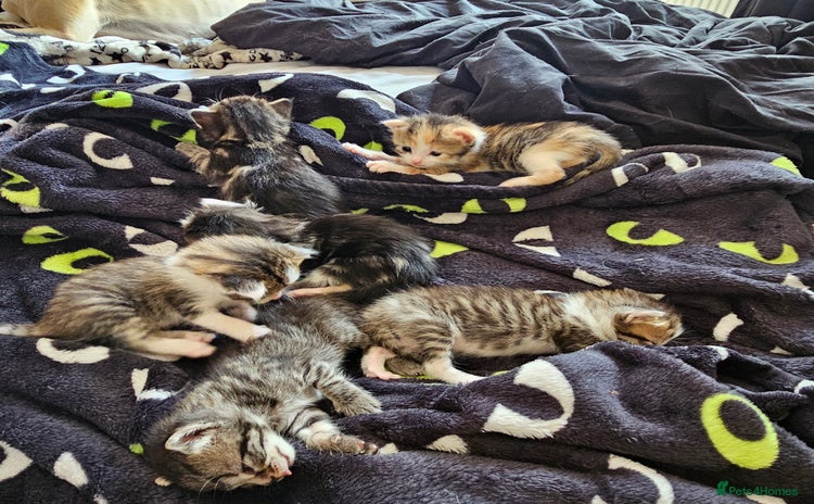 Domestic Shorthair cats - Advert 2