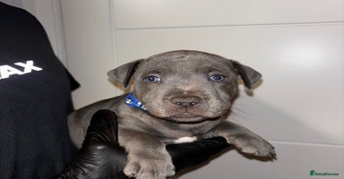 Staffordshire Bull Terrier dogs - Advert 4