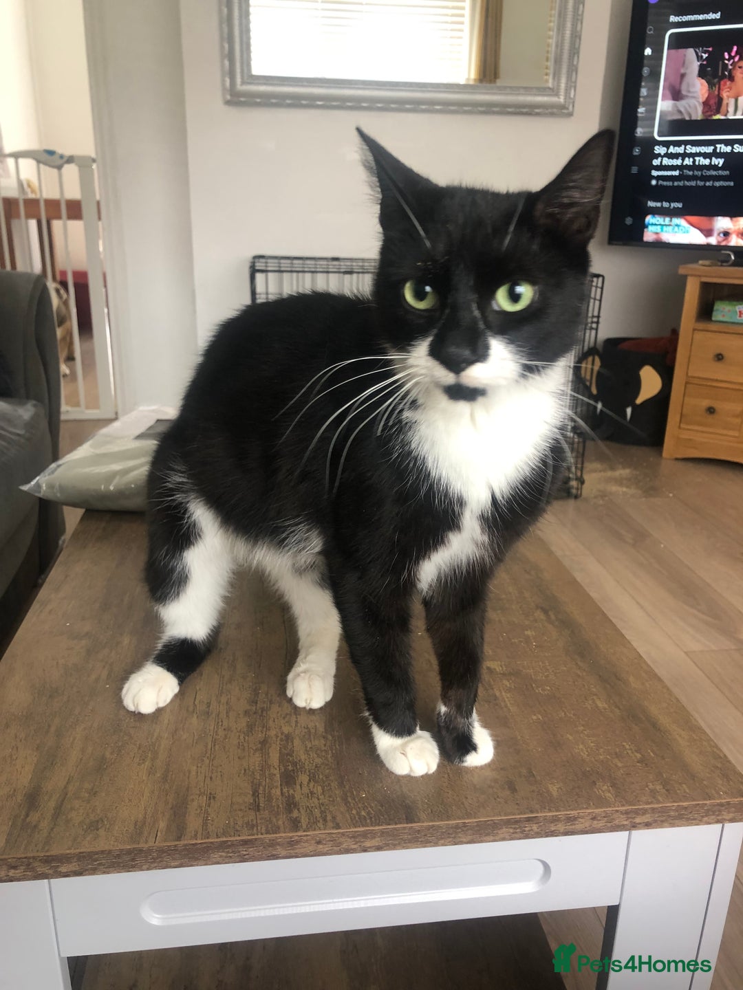 Mixed Breed cats for sale: Female cat for rehoming - Image 1