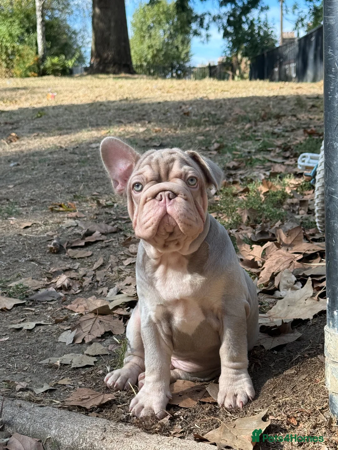 French Bulldog dogs for sale: Ready to go! Top quality French bulldogs  - Advert 2