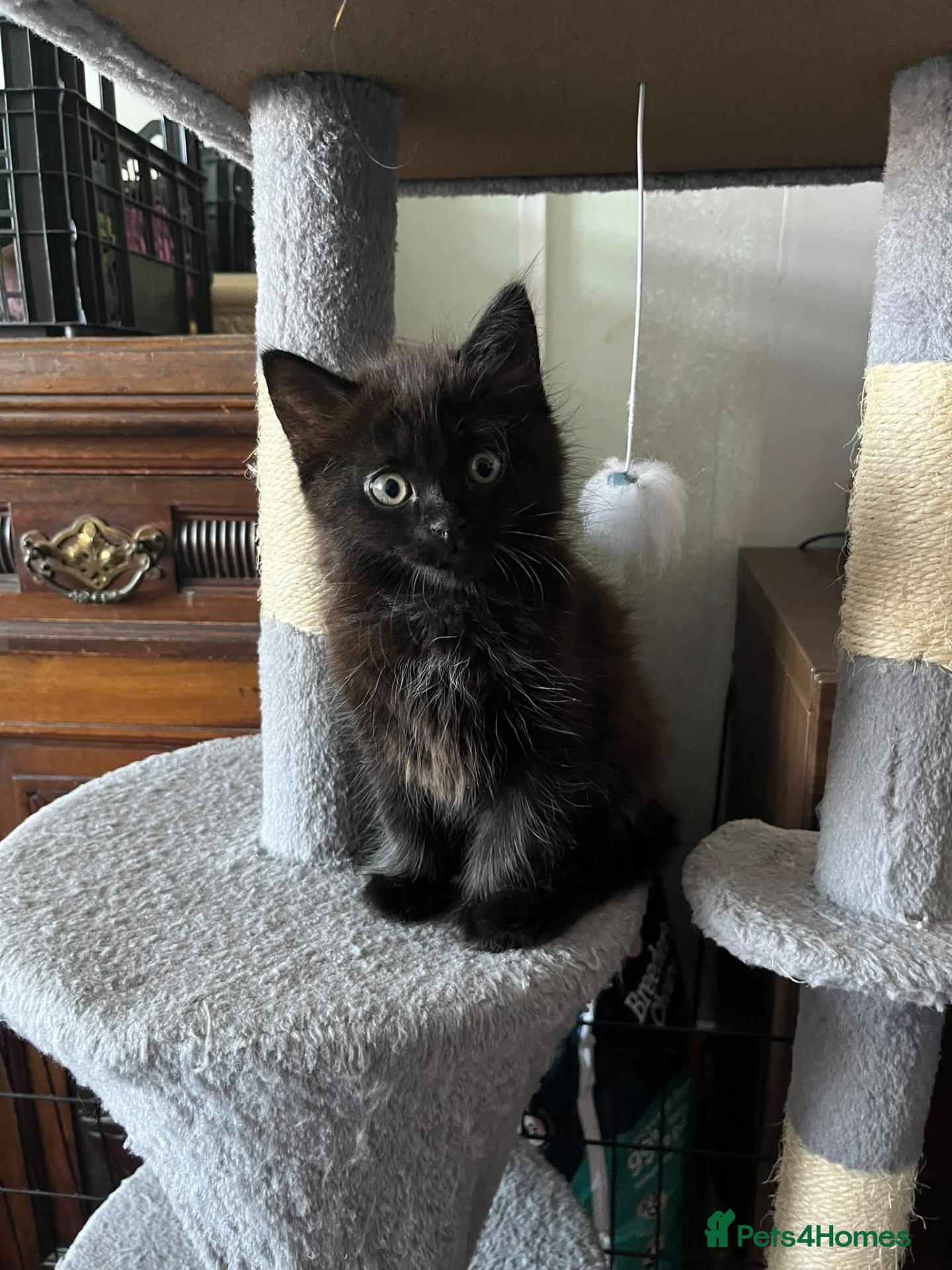 Mixed Breed cats Gorgeous Black Fluffy Girl - Advert 4