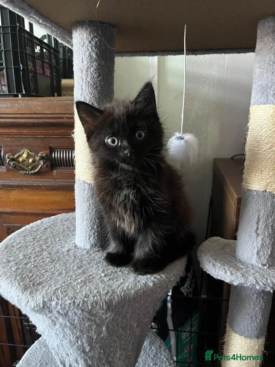 Mixed Breed cats for sale: Gorgeous Black Fluffy Girl in Swanley - Advert 1