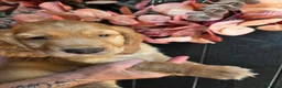Cocker Spaniel dogs for sale: Golden cocker spaniel pups  - Advert 8