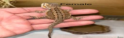 Bearded Dragon reptiles for sale: Super friendly baby bearded dragons - Advert 11