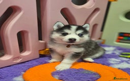 Siberian Husky dogs for sale: Perfect Mini Husky puppies - Image 8