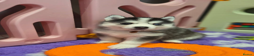 Siberian Husky Puppy 3