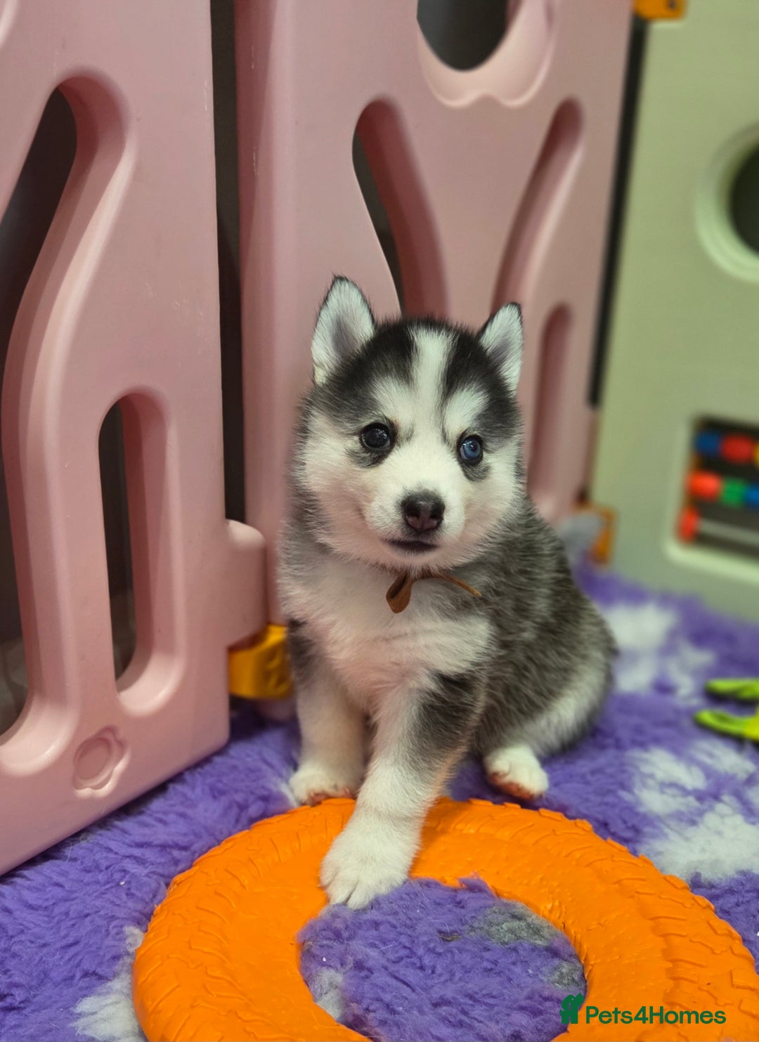 Siberian Husky dogs for sale: Perfect Mini Husky puppies - Image 8