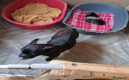French Bulldog dogs for sale: Beautiful French bulldog  - Image 6