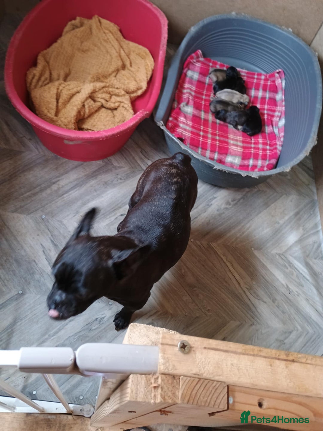 French Bulldog dogs for sale: Beautiful French bulldog  - Image 6