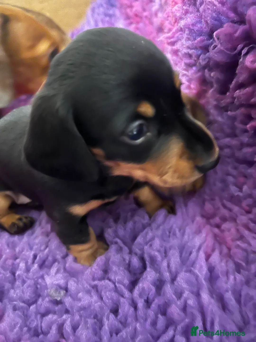 Dachshund dogs for sale: Beautiful KC miniature Smooth  - Advert 1