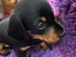 Dachshund dogs Beautiful KC miniature Smooth - Advert 1