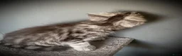 Maine Coon cats for sale: TICA registered Maine Coon Kittens  - Advert 7