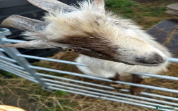 Goats livestock for sale: Male pygmy goat for sale - Image 5