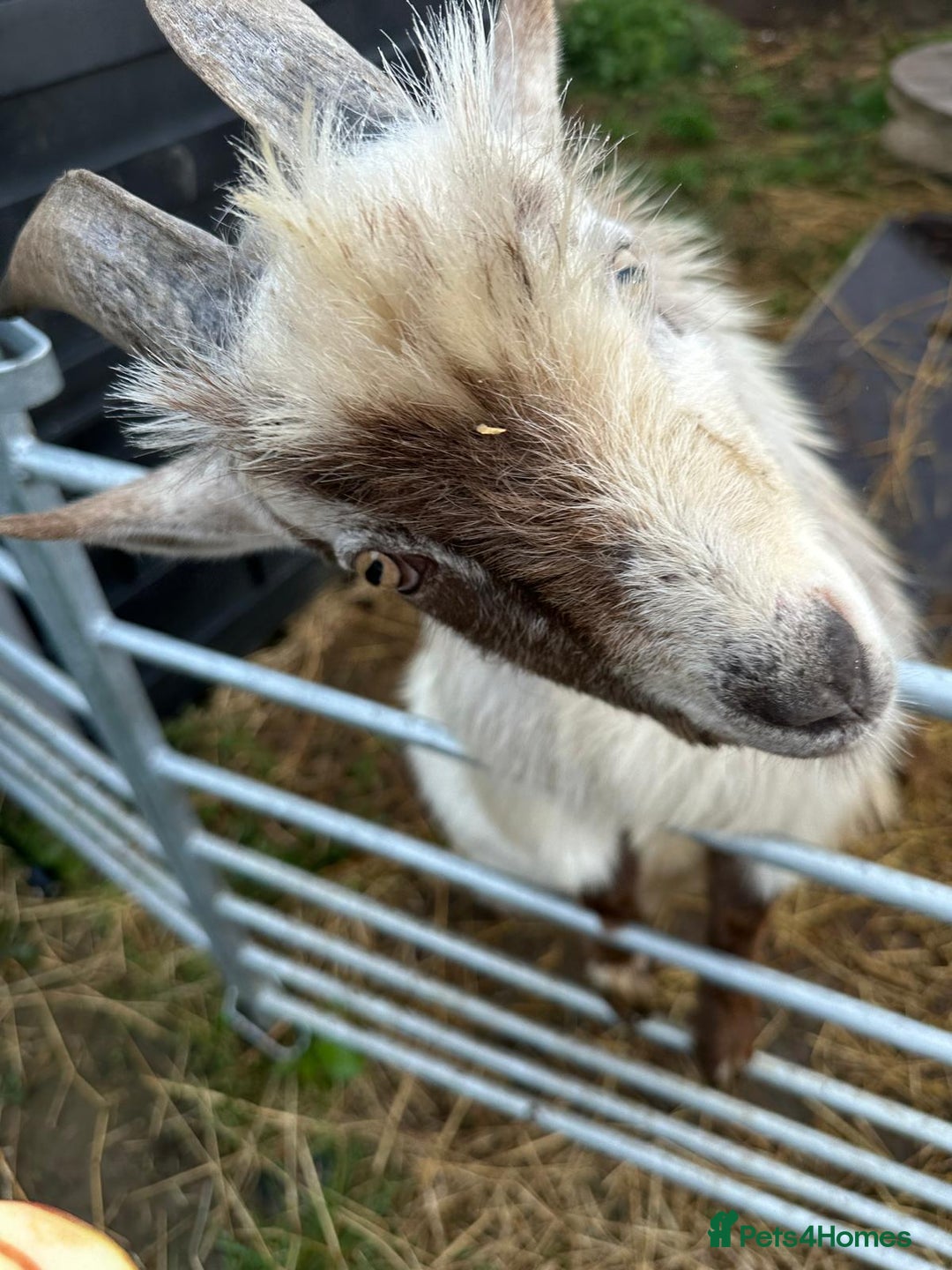 Goats livestock for sale: Male pygmy goat for sale - Image 5