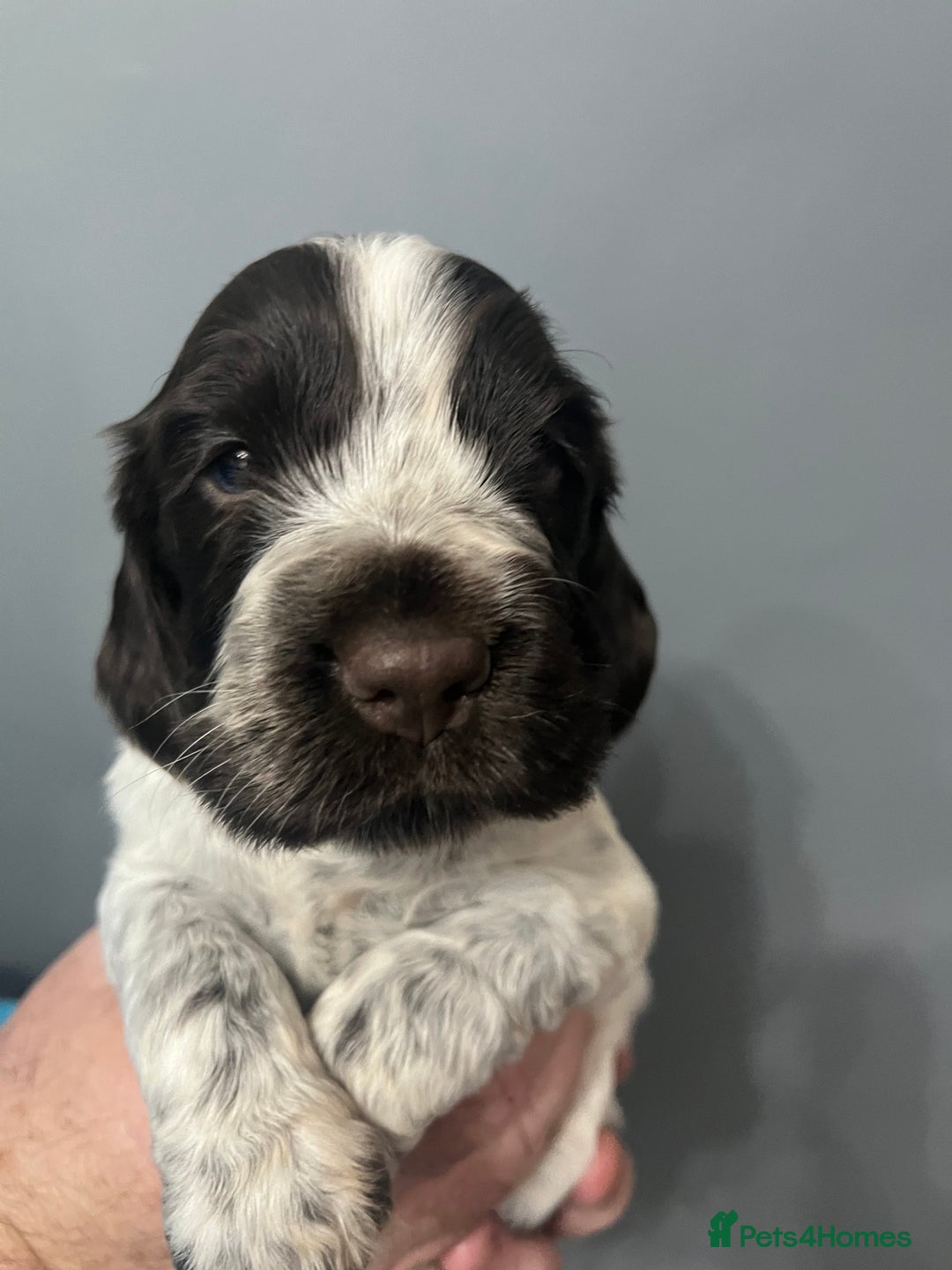 Sprocker dogs for sale: CHUNKY 5* SPROCKER PUPS - Advert 9