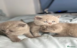 British Shorthair cats for sale: 🐱Adorable Rare Lilac British Shorthair Kittens - Image 16