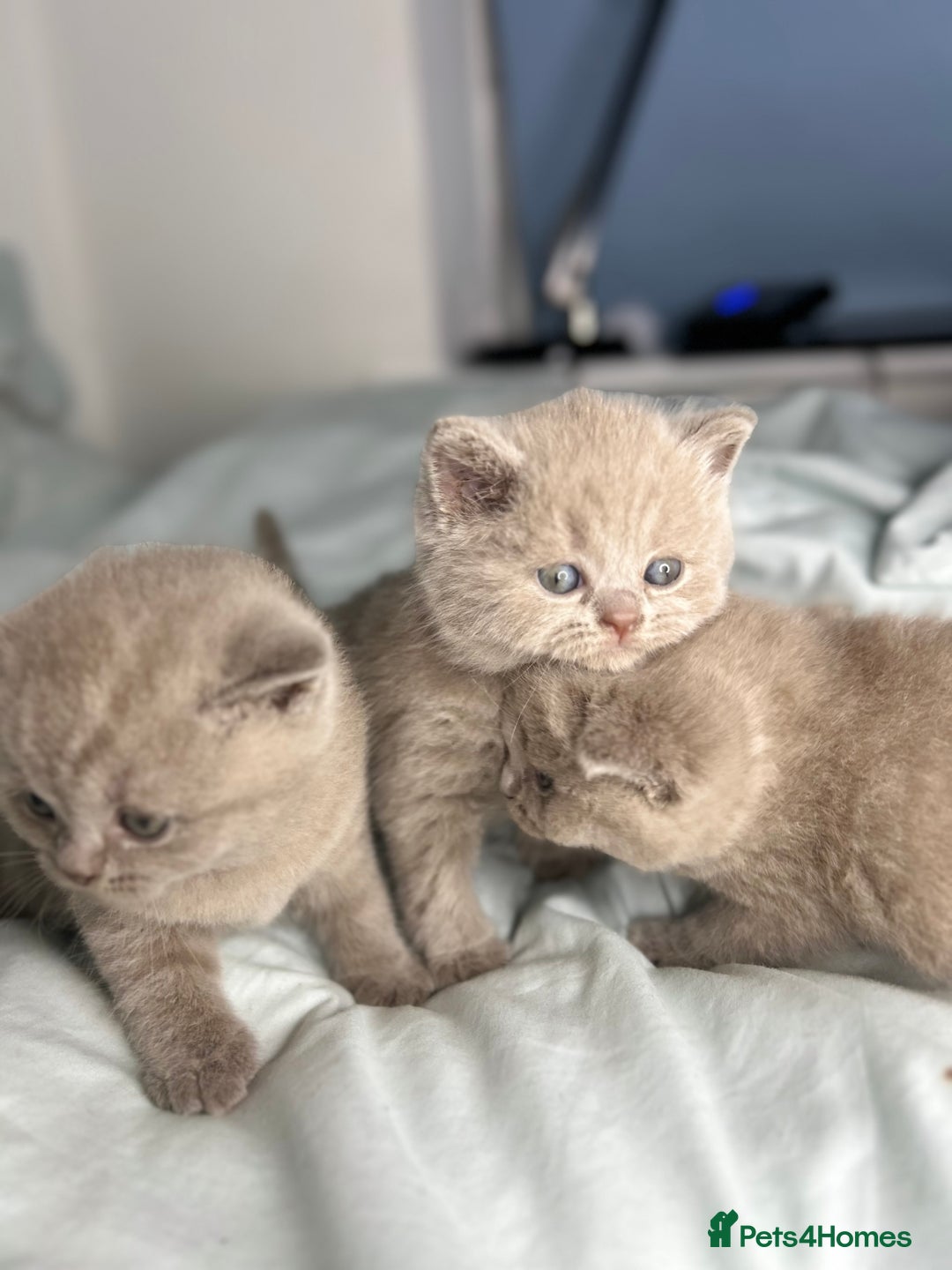 British Shorthair cats for sale: 🐱Adorable Rare Lilac British Shorthair Kittens - Image 16